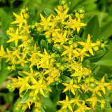 Sedum aizoon Seeds - Low-growing Succulent Plants for Green Roofs and Rock Gardens