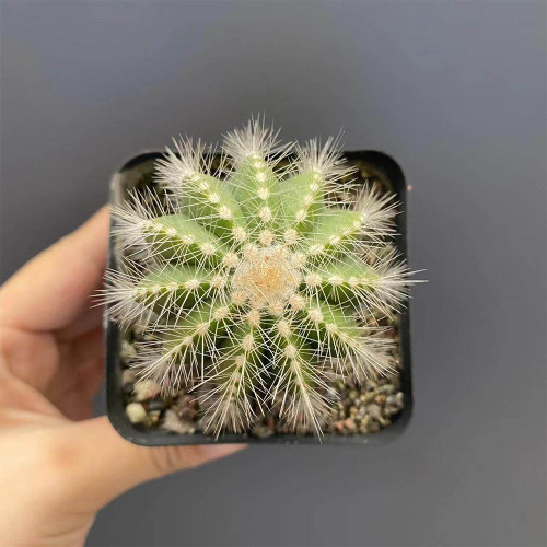 Parodia magnifica - Silver Ball Cactus, Beginner-Friendly Compact Succulent, Low-Maintenance Indoor Plant