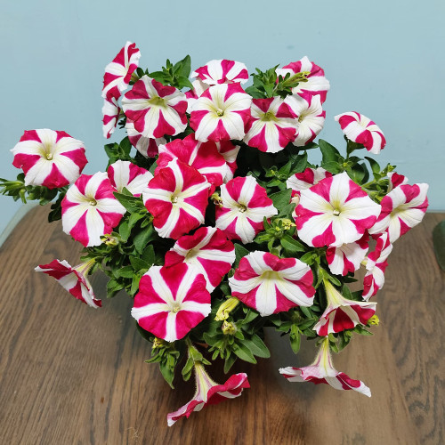 Red Star Hybrid Petunia Seeds - Premium Hybrid Variety, Easy to Cultivate, Ideal Choice for Gardeners and Landscapers