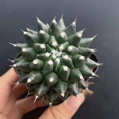 Mammillaria magnimamma 'Toluca' | Velvety Nipple Cactus, Low-Maintenance & Compact Indoor Plant