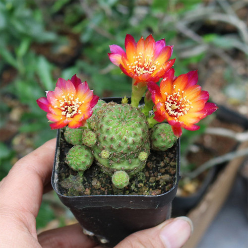 Aylostera 'Karel' Cactus | Sulcorebutia callecallensis, Low Maintenance Succulent for Beginners