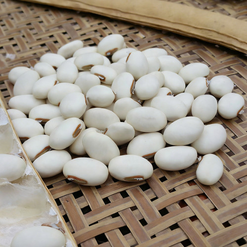 Jack Bean Seeds - High-Protein Legume, Nitrogen-Fixing, Easy-Grow Warm Climate Variety for Sustainable Gardening