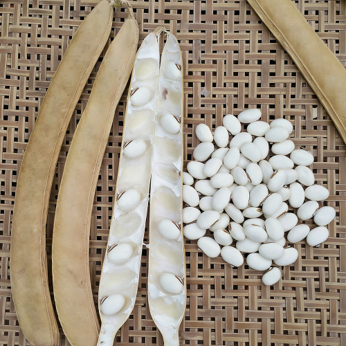 Jack Bean Seeds - High-Protein Legume, Nitrogen-Fixing, Easy-Grow Warm Climate Variety for Sustainable Gardening