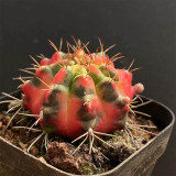 Glowing Peony Cactus for Sale | Rare Variegated Gymnocalycium mihanovichii, Low Maintenance Indoor Plant