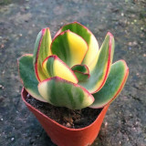 Crassula Ovata Variegated 6.0 - Low-Maintenance Lucky Succulent, Ideal for Home and Office Decoration
