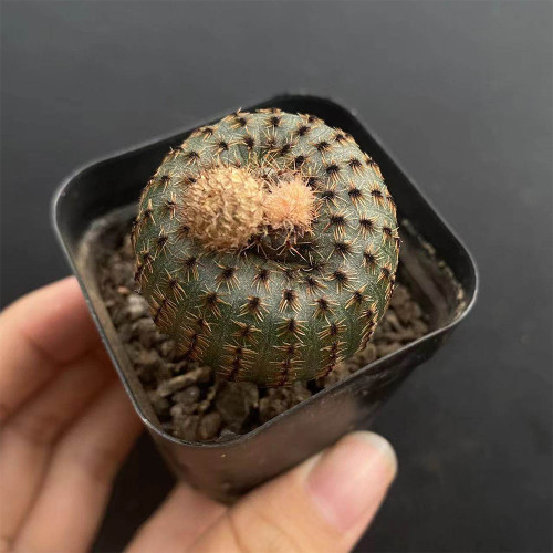 Frailea phaeodisca for Sale | Rare Miniature Hidden Flower Cactus with Soft Spines, Low Maintenance Succulent