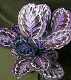 Rare America Calathea Seeds Air Freshening Plants Garden Ornaments