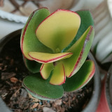Crassula Ovata Variegated 6.0 - Low-Maintenance Lucky Succulent, Ideal for Home and Office Decoration