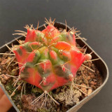Glowing Peony Cactus for Sale | Rare Variegated Gymnocalycium mihanovichii, Low Maintenance Indoor Plant