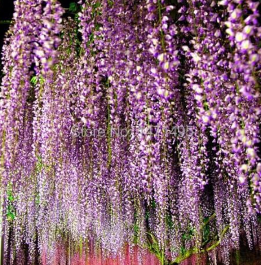 Purple Wisteria Flower Seeds
