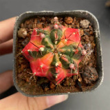 Glowing Peony Cactus for Sale | Rare Variegated Gymnocalycium mihanovichii, Low Maintenance Indoor Plant