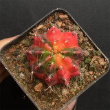 Glowing Peony Cactus for Sale | Rare Variegated Gymnocalycium mihanovichii, Low Maintenance Indoor Plant