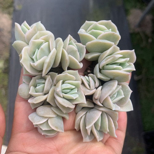 Graptoveria 'Lovely Rose' - Rose-Shaped Succulent, Fast-Clustering, Easy-Care Plant for Indoor & Outdoor Decor