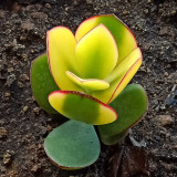 Crassula Ovata Variegated 6.0 - Low-Maintenance Lucky Succulent, Ideal for Home and Office Decoration