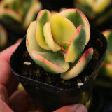 Crassula Ovata Variegated 6.0 - Low-Maintenance Lucky Succulent, Ideal for Home and Office Decoration