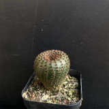 Frailea phaeodisca for Sale | Rare Miniature Hidden Flower Cactus with Soft Spines, Low Maintenance Succulent