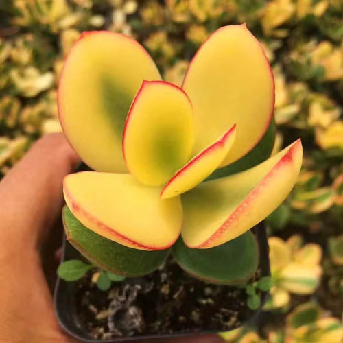 Crassula Ovata Variegated 6.0 - Low-Maintenance Lucky Succulent, Ideal for Home and Office Decoration