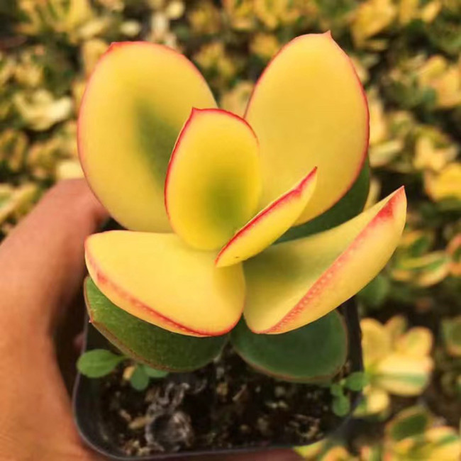 Crassula Ovata Variegated 6.0 - Low-Maintenance Lucky Succulent, Ideal for Home and Office Decoration