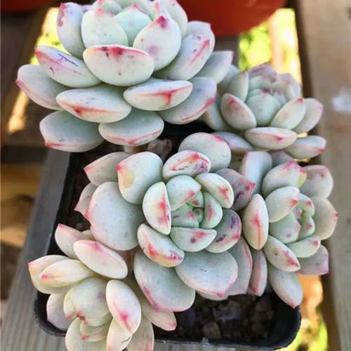Echeveria Crassula Var 4.0 - Fast-Growing, Color-Changing, Jelly-Leaf Succulent for Beginners & Home Decor