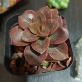 Echeveria 'Chocolate' - Seasonally Color-Changing Succulent with Compact, Waxy Leaves, Ideal for Home Decor