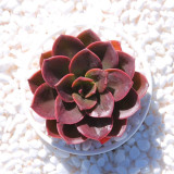 Echeveria 'Chocolate' - Seasonally Color-Changing Succulent with Compact, Waxy Leaves, Ideal for Home Decor