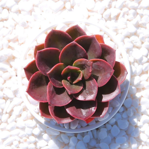 Echeveria 'Chocolate' - Seasonally Color-Changing Succulent with Compact, Waxy Leaves, Ideal for Home Decor