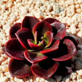 Echeveria 'Chocolate' - Seasonally Color-Changing Succulent with Compact, Waxy Leaves, Ideal for Home Decor