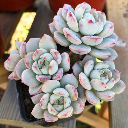 Echeveria Crassula Var 4.0 - Fast-Growing, Color-Changing, Jelly-Leaf Succulent for Beginners & Home Decor