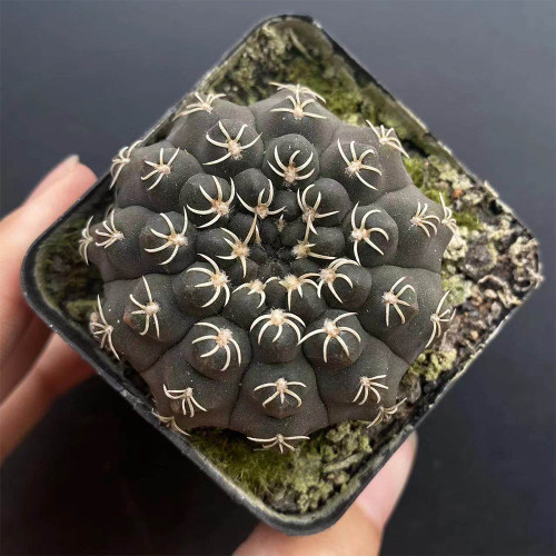 Gymnocalycium quehlianum 'White Spines' Cactus for Sale – Live Rare White Spine Succulent, Pet-Friendly Indoor Plant
