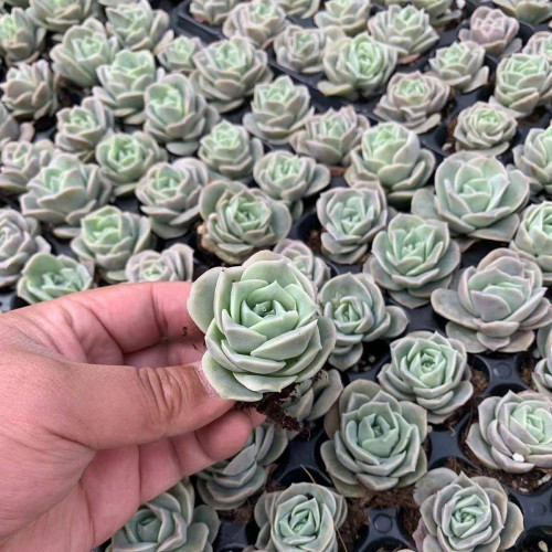Graptoveria 'Lovely Rose' - Rose-Shaped Succulent, Fast-Clustering, Easy-Care Plant for Indoor & Outdoor Decor