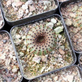 Frailea phaeodisca for Sale | Rare Miniature Hidden Flower Cactus with Soft Spines, Low Maintenance Succulent