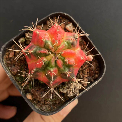 Glowing Peony Cactus for Sale | Rare Variegated Gymnocalycium mihanovichii, Low Maintenance Indoor Plant