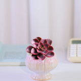 Echeveria 'Chocolate' - Seasonally Color-Changing Succulent with Compact, Waxy Leaves, Ideal for Home Decor