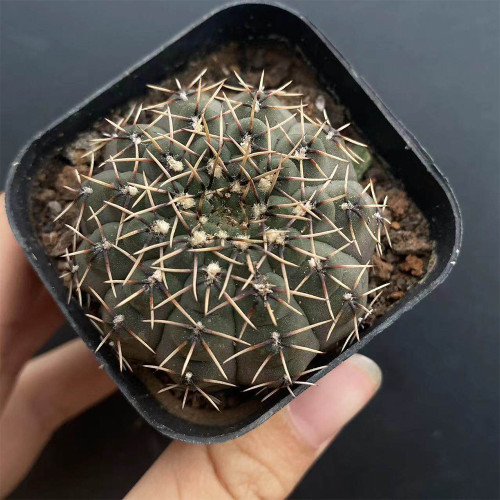 Gymnocalycium quehlianum – Compact Dark Green Cactus, Slow-Growing Beginner-Friendly Succulent for Windowsills & Desktops