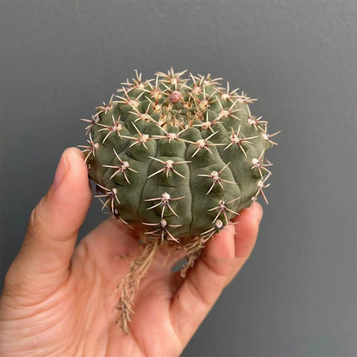 Gymnocalycium quehlianum – Compact Dark Green Cactus, Slow-Growing Beginner-Friendly Succulent for Windowsills & Desktops