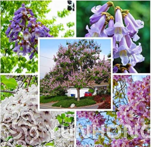 Paulownia Seed (Princess Seed Or Empress Tree) Beautiful Seeds (Color: Mix)