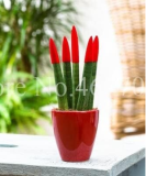 Sansevieria Seed Indoor Seed Plants Radiation Protection Potted Seed (Color: 1)