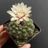 Gymnocalycium quehlianum 'White Spines' Cactus for Sale – Live Rare White Spine Succulent, Pet-Friendly Indoor Plant