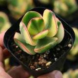 Crassula Ovata Variegated 6.0 - Low-Maintenance Lucky Succulent, Ideal for Home and Office Decoration