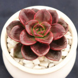 Echeveria 'Chocolate' - Seasonally Color-Changing Succulent with Compact, Waxy Leaves, Ideal for Home Decor