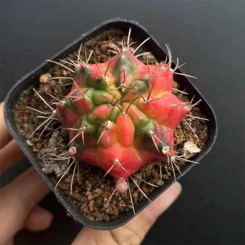 Glowing Peony Cactus for Sale | Rare Variegated Gymnocalycium mihanovichii, Low Maintenance Indoor Plant