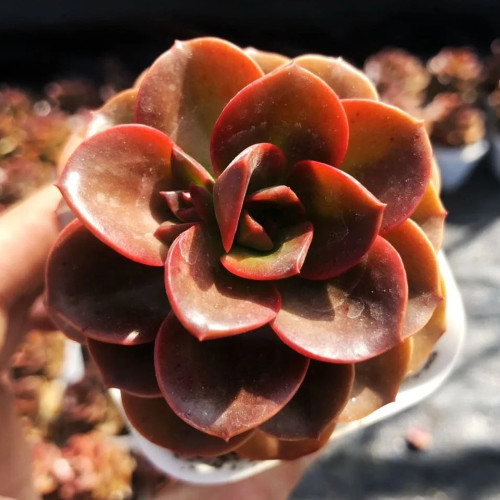 Echeveria 'Chocolate' - Seasonally Color-Changing Succulent with Compact, Waxy Leaves, Ideal for Home Decor