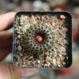 Frailea phaeodisca for Sale | Rare Miniature Hidden Flower Cactus with Soft Spines, Low Maintenance Succulent