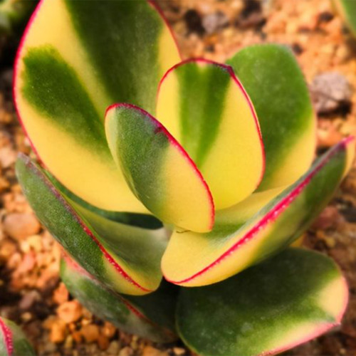 Crassula Ovata Variegated 6.0 - Low-Maintenance Lucky Succulent, Ideal for Home and Office Decoration