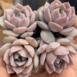 Echeveria 'Grace' - Beginner-Friendly, Color-Changing Succulent with Rosette Form