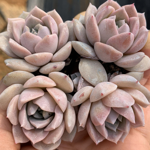 Echeveria 'Grace' - Beginner-Friendly, Color-Changing Succulent with Rosette Form