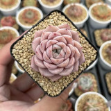 Echeveria 'Grace' - Beginner-Friendly, Color-Changing Succulent with Rosette Form