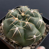 Gymnocalycium denudatum var. paraguayensis | Globular Shape, Low Maintenance Beginner Succulent