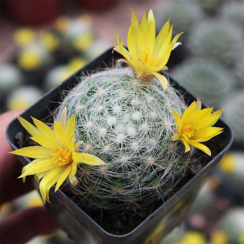 Mammillaria baumii | Soft White Spines, Fragrant Yellow Flowers, Compact Low-Maintenance Succulent