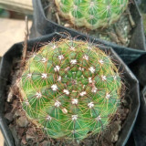 Parodia ottonis Cactus | Golden Spine, Low-Maintenance, Compact Globe for Home & Collection